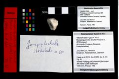 Foto (Objekt + Etikett) von Mesoparapylocheles strouhali (Fraaije et al., 2019)  (NHMW-GEO-1990-0041-3320)
